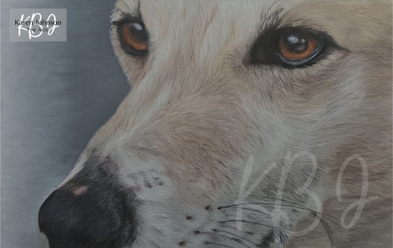 Pencil drawing - close-up of a greyhound face