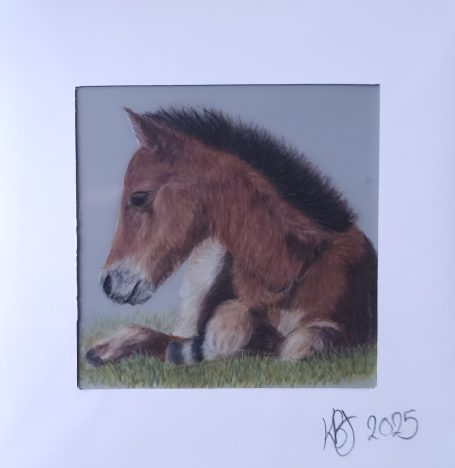 New Forest Foal