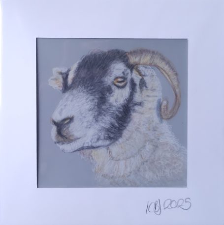 Swaledale sheep