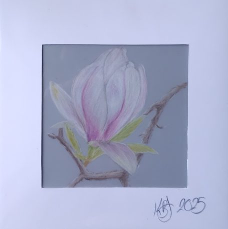 Magnolia