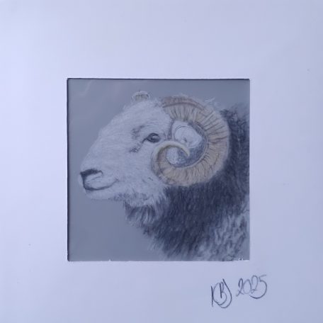 Herdwick sheep
